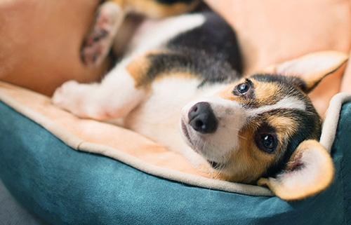 怎么训练狗狗习惯睡狗窝呢？